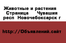  Животные и растения - Страница 2 . Чувашия респ.,Новочебоксарск г.